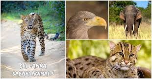 Sri Lanka Animals Whatsapp Group Link Join 2023