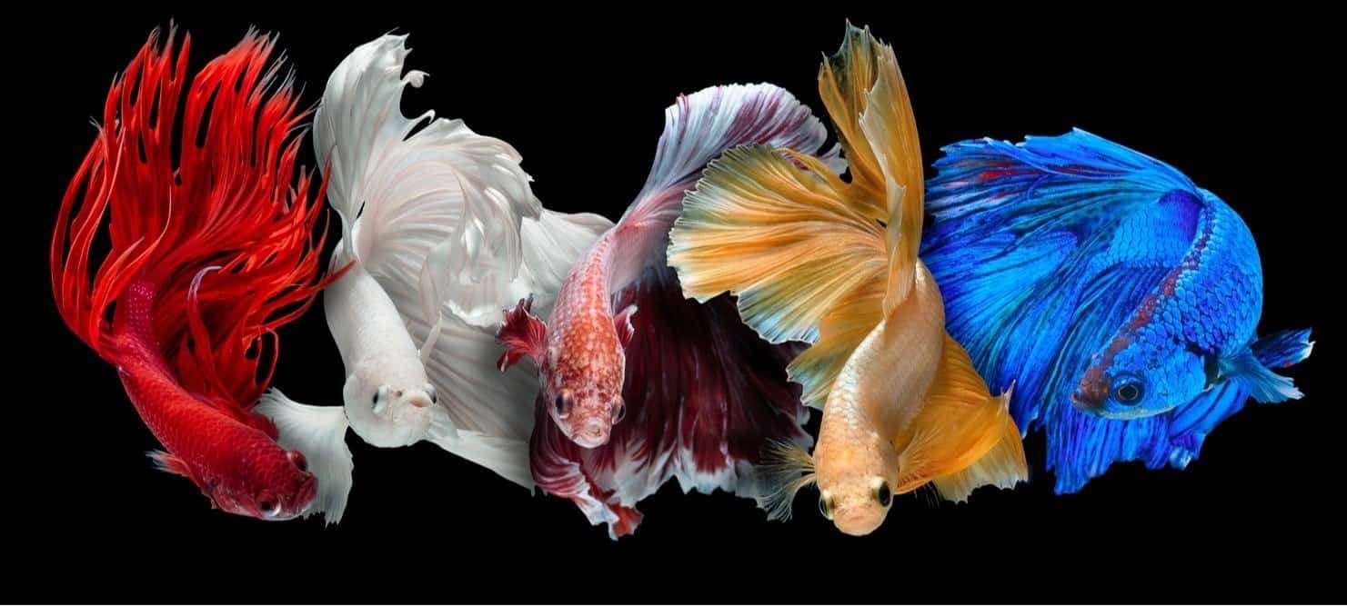 Betta Fish Whatsapp Group Link Join 2023